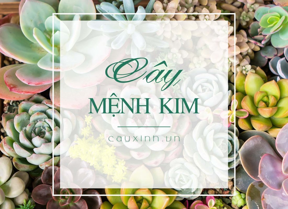 Cây Hợp Mệnh Kim