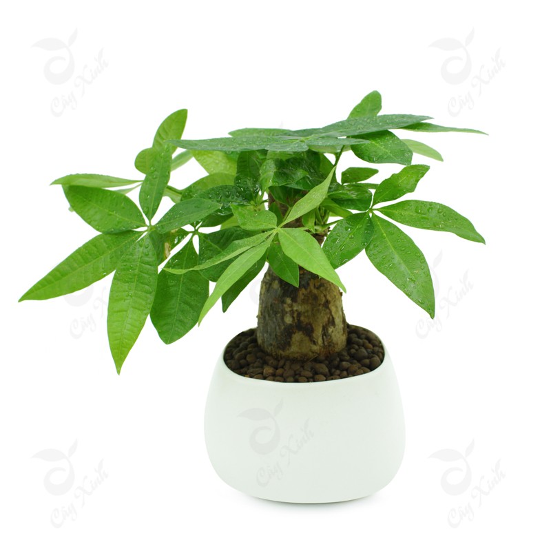 các loại cây cảnh phong thủy trồng trong nhà