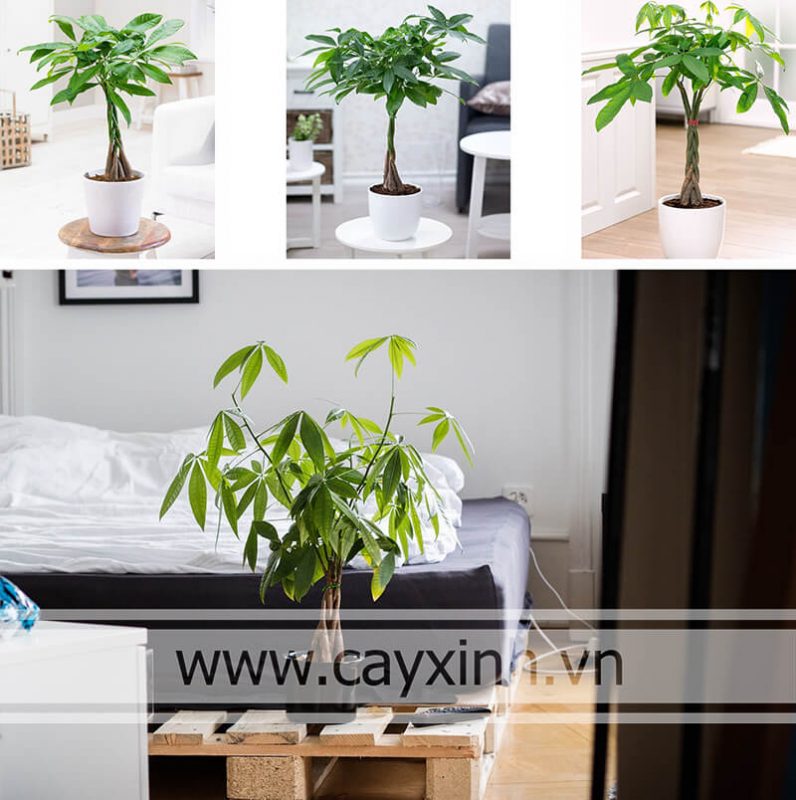 cây kim ngân phong thủy