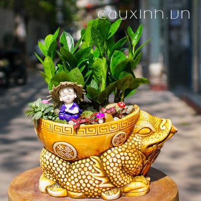 phong thủy cây kim tiền