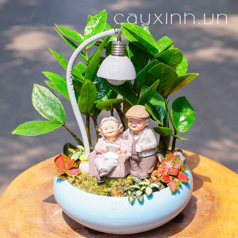 cây kim tiền đẹp