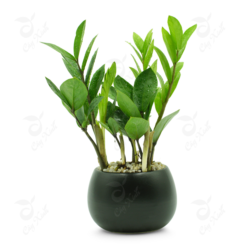 phân bón hữu cơ cho cây kim tiền