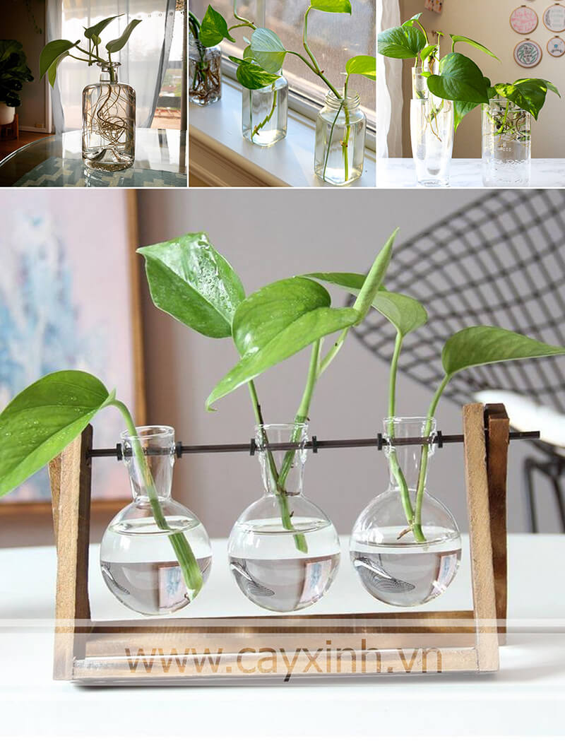 cây trầu bà thủy sinh đơn giản