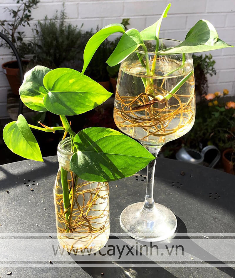 cây trầu bà thủy sinh đẹp