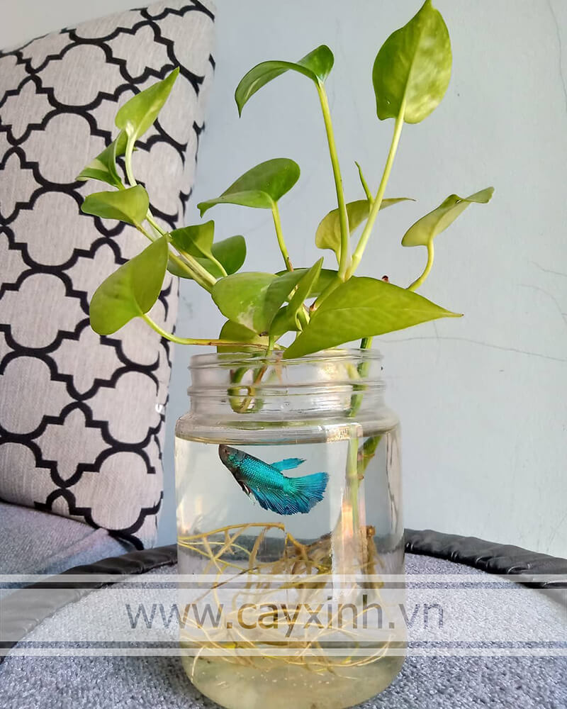 cây trầu bà thủy sinh