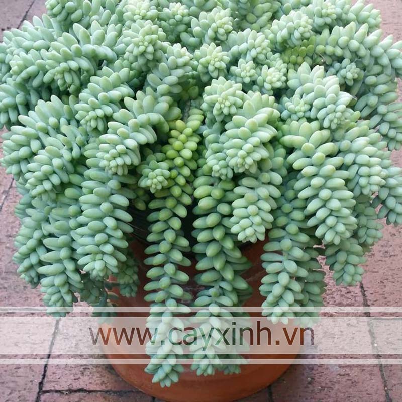 cách trồng sen đá chuỗi ngọc bi