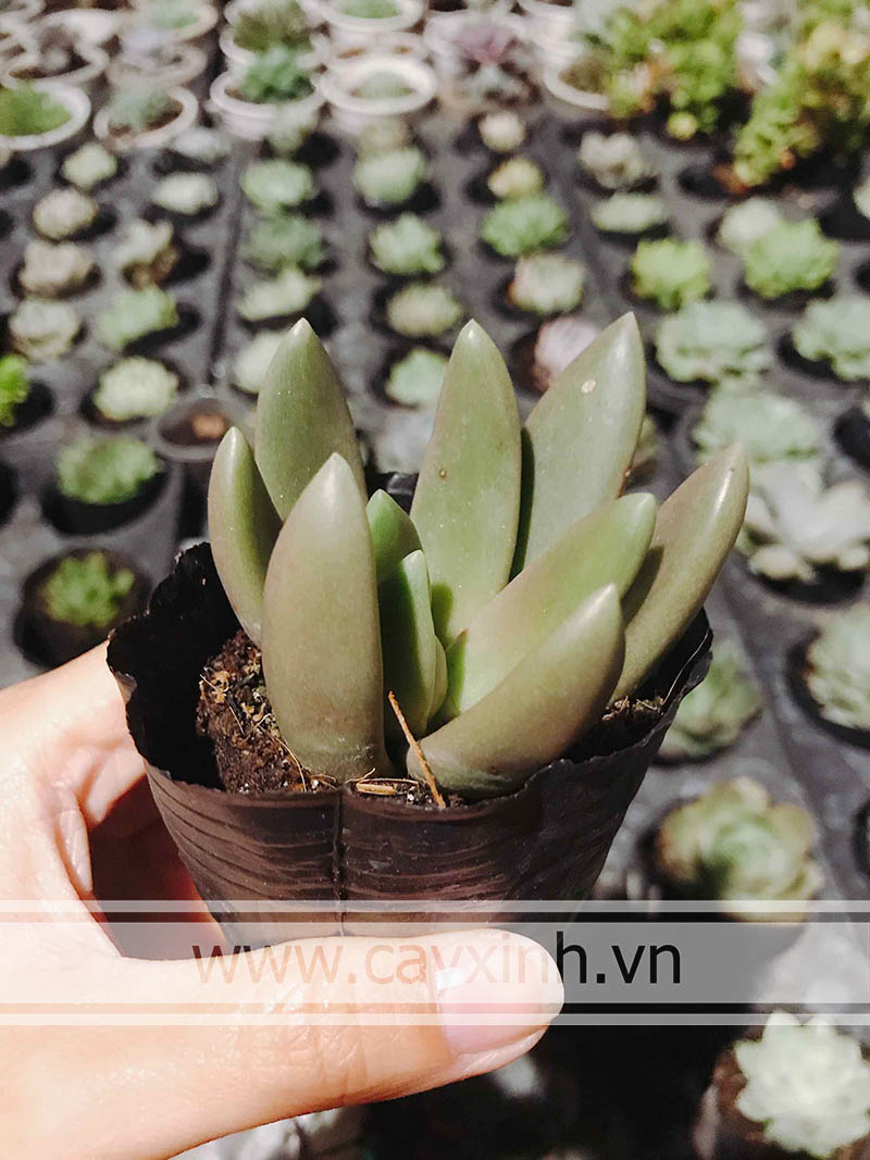 cách trồng sen đá nanh heo