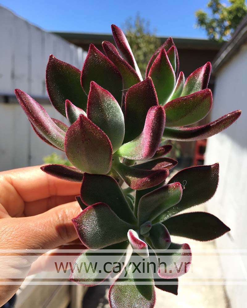 trồng sen nhung viền đỏ