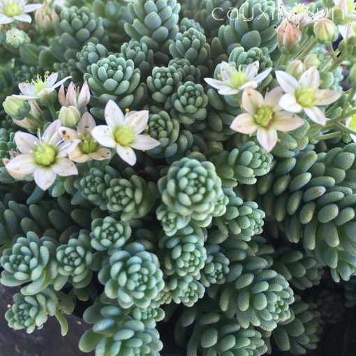 trồng sen đá sedum bông hồng pháp đúng cách