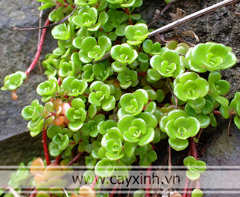 Sen đá sedum đồng tiền là biểu tượng của tình yêu bền vững