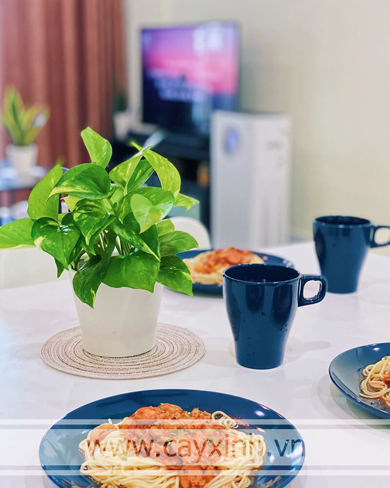 cây vạn niên thanh để bàn