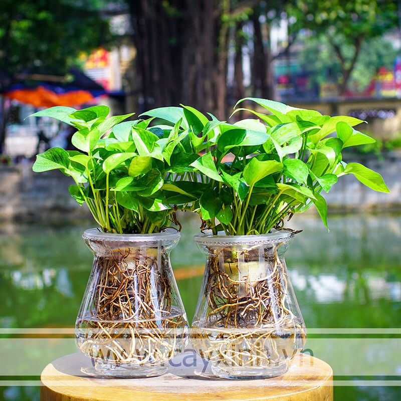 cây vạn niên thanh thủy sinh khỏe mạnh
