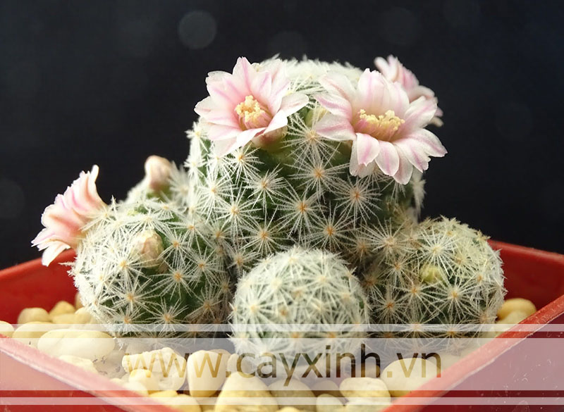 hoa xương rồng