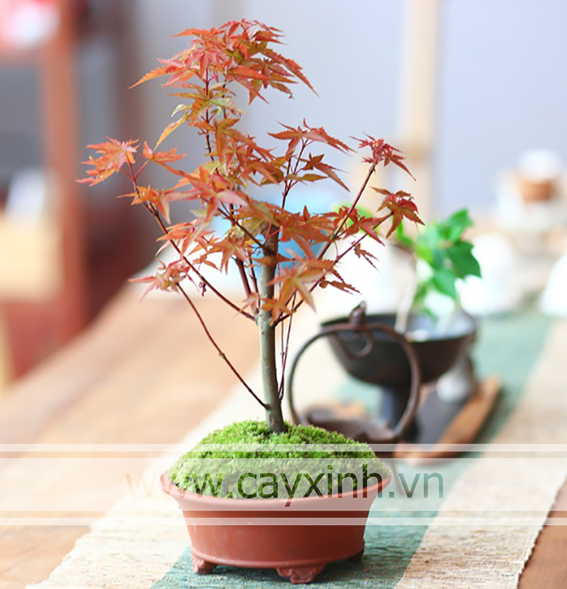 cây phong lá đỏ để bàn