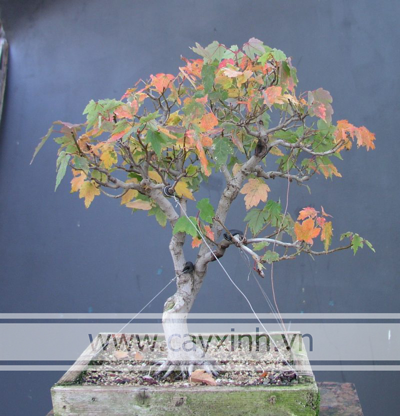 phong lá đỏ mini