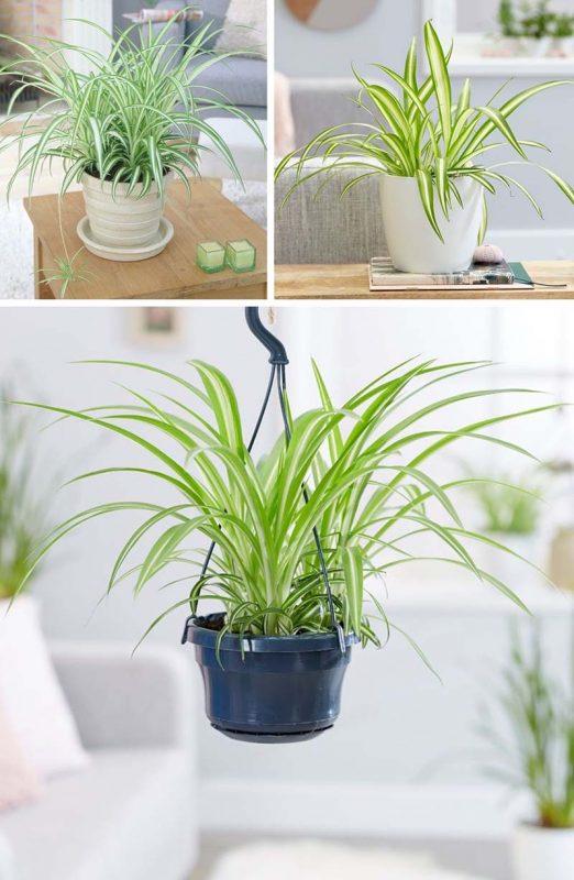 Cây Hợp Mệnh Thủy