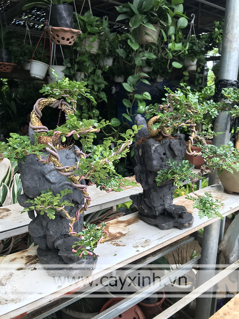 Cây Cần Thăng bonsai
