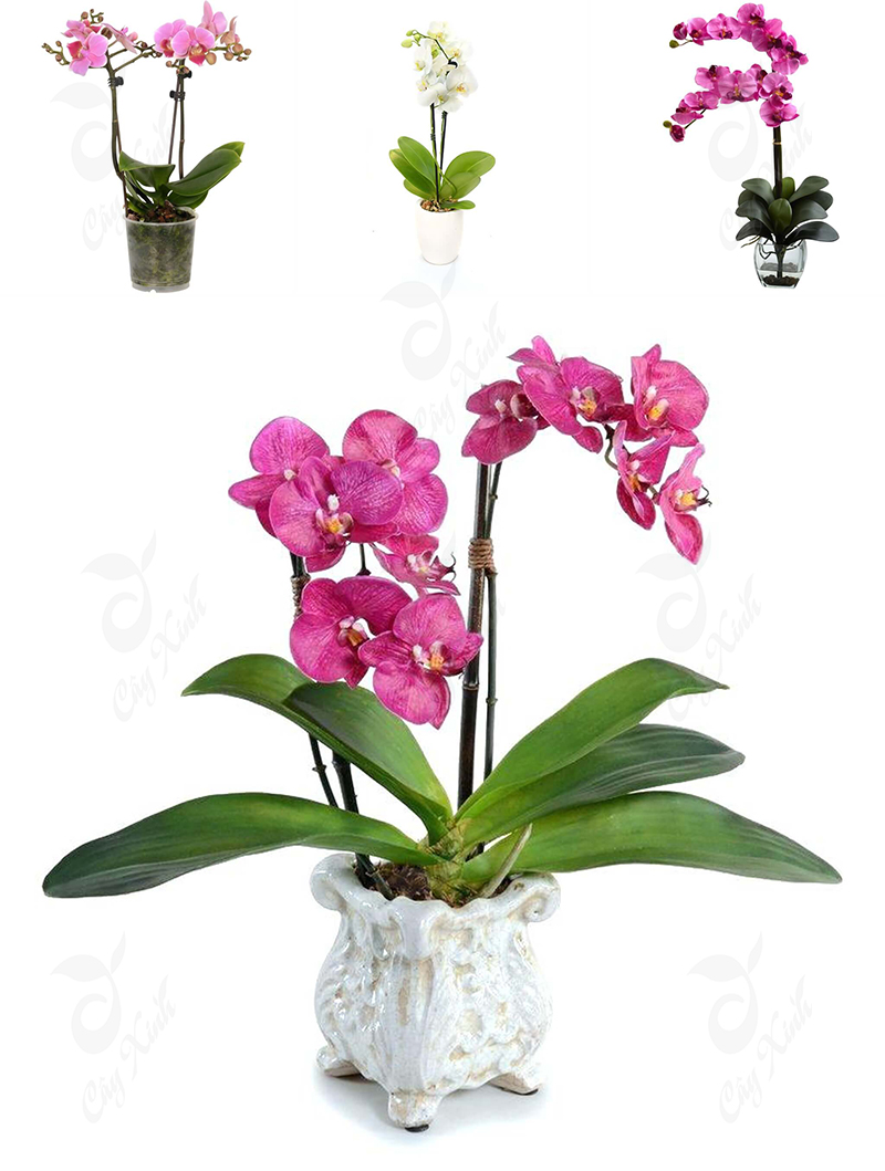 cây lan hồ điệp đẹp