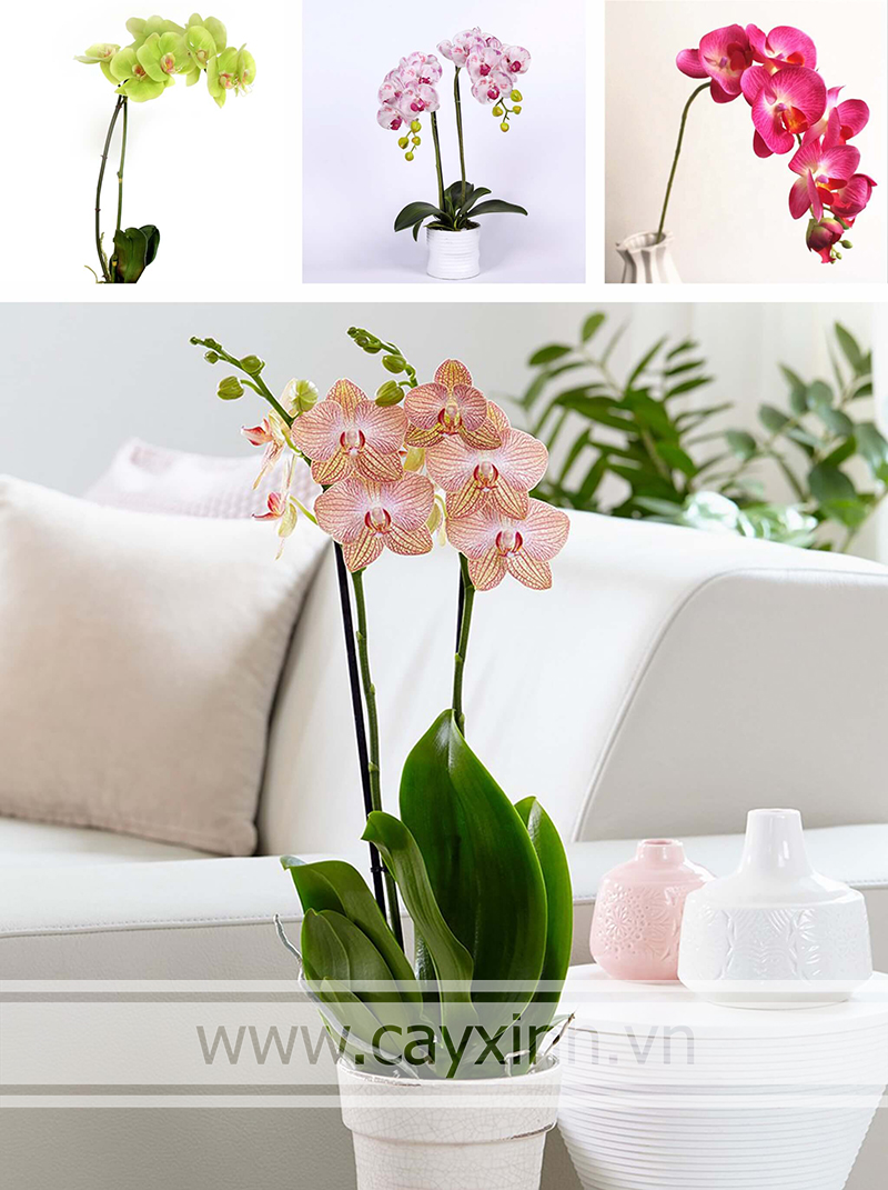 lan hồ điệp trồng trong nhà