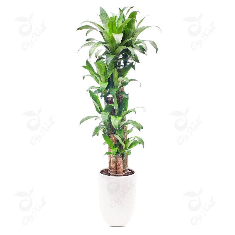 cây thiết mộc lan