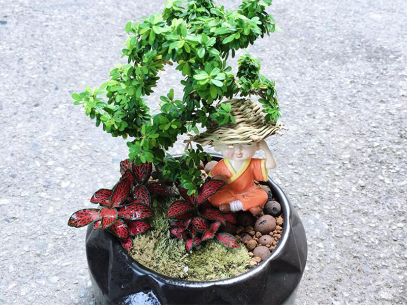 tiểu cảnh nội thất trang trí