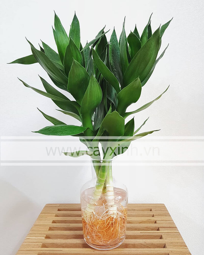 mệnh thủy hợp cây gì