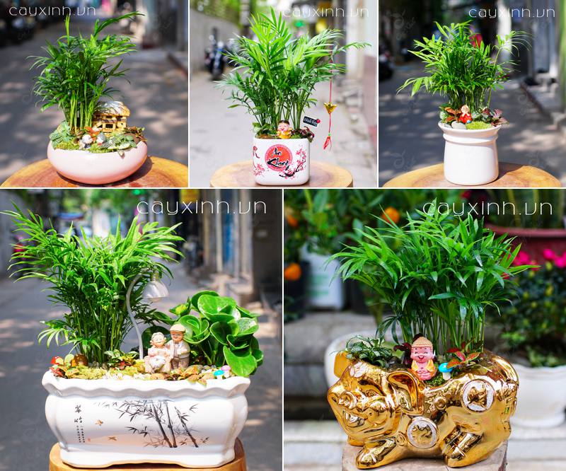 trồng cây phong thủy trong nhà