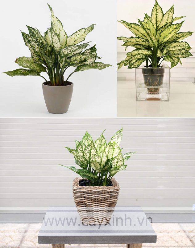 cây ngọc ngân để bàn