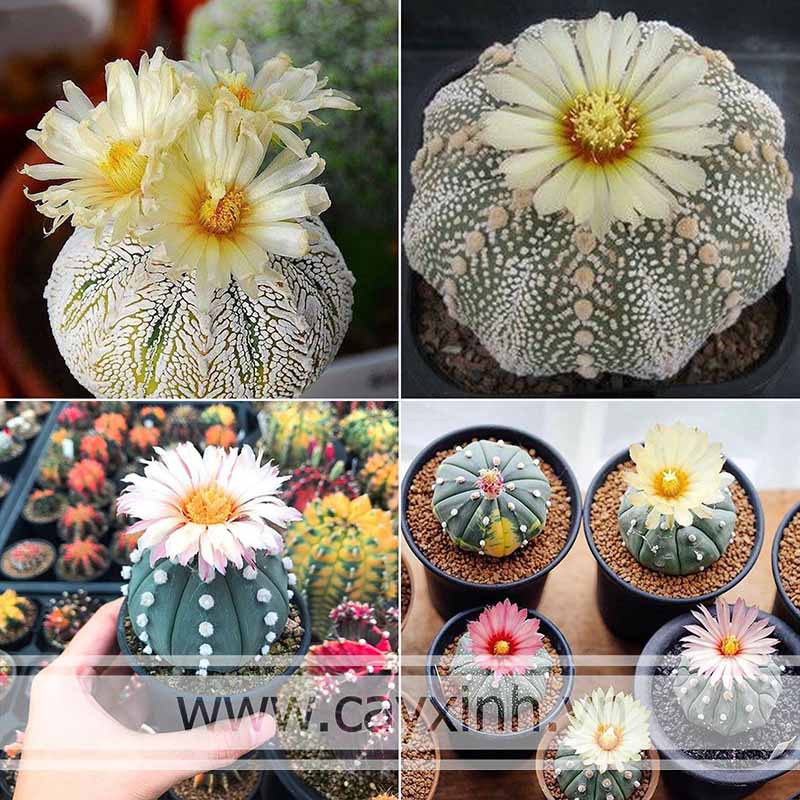 cung bạch dương hợp cây gì