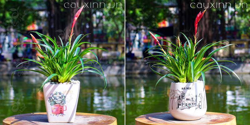 cây hợp cung xử nữ