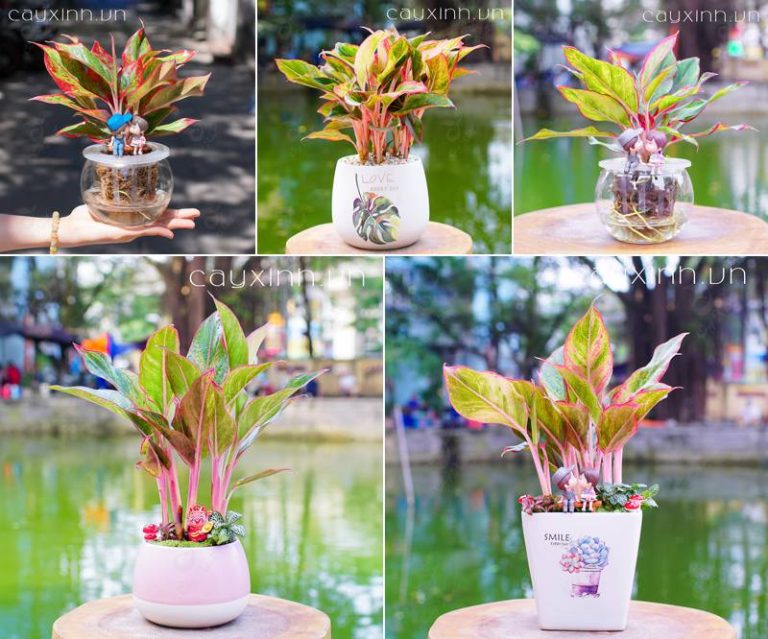 cây cảnh phong thủy