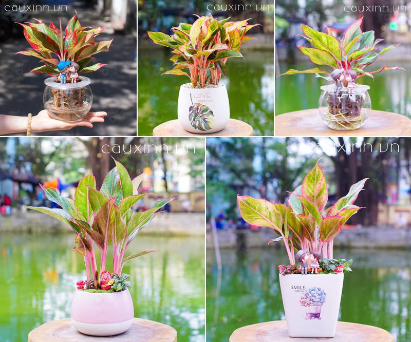 tuổi tuất 1994 hợp với cây gì