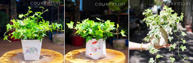 cây hợp cung hoàng đạo