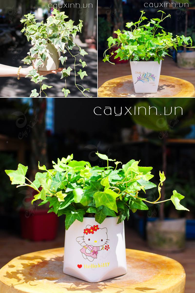cây để trong nhà vệ sinh