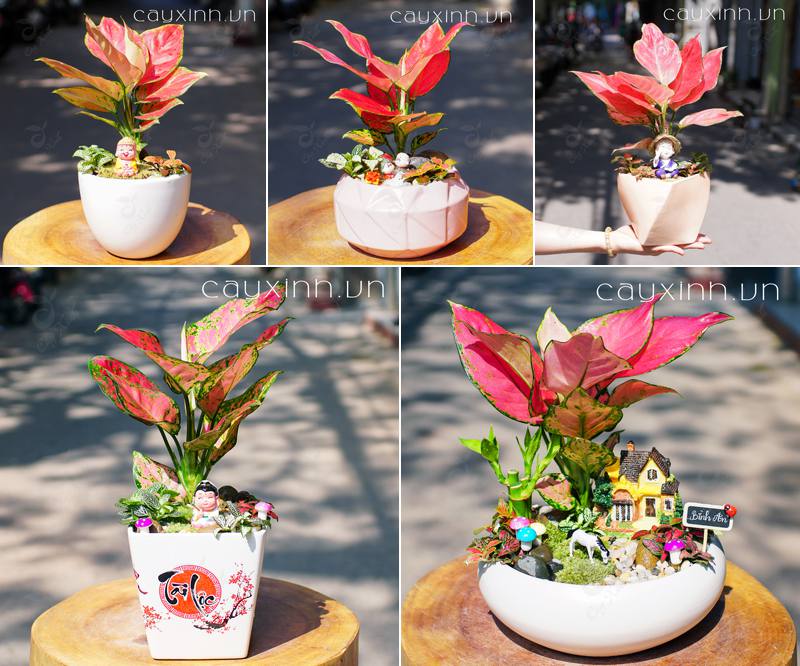 cây hợp với tháng sinh