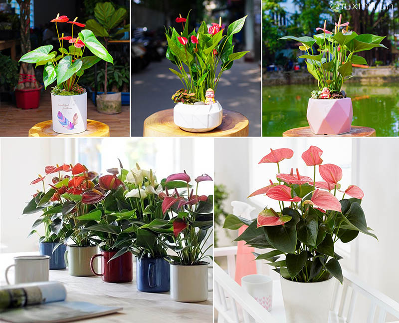 tuổi giáp tuất hợp cây gì