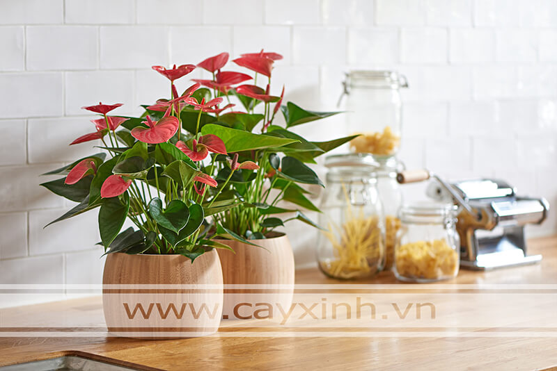 tuổi giáp tuất 1994 hợp cây hồng môn