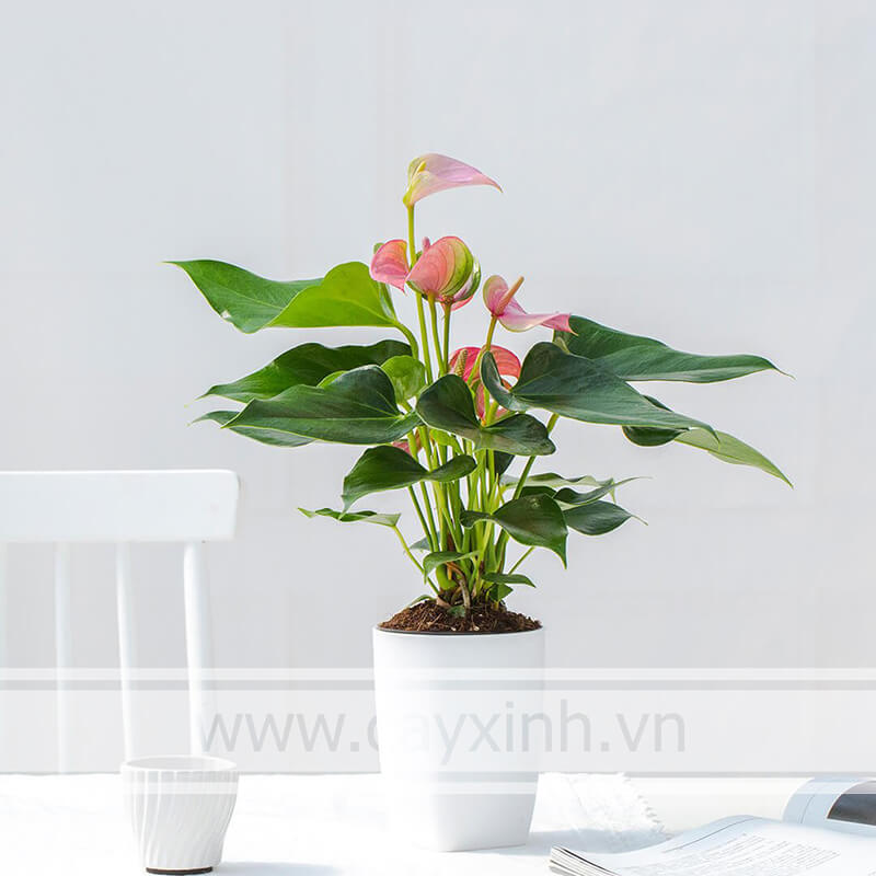 cây hồng môn hợp với tuổi giáp tuất 1994