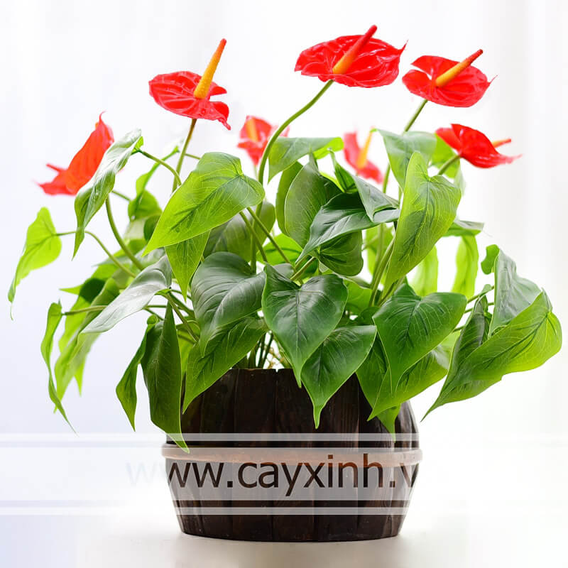 hoa cây hồng môn hợp với người tuổi giáp tuất 1994