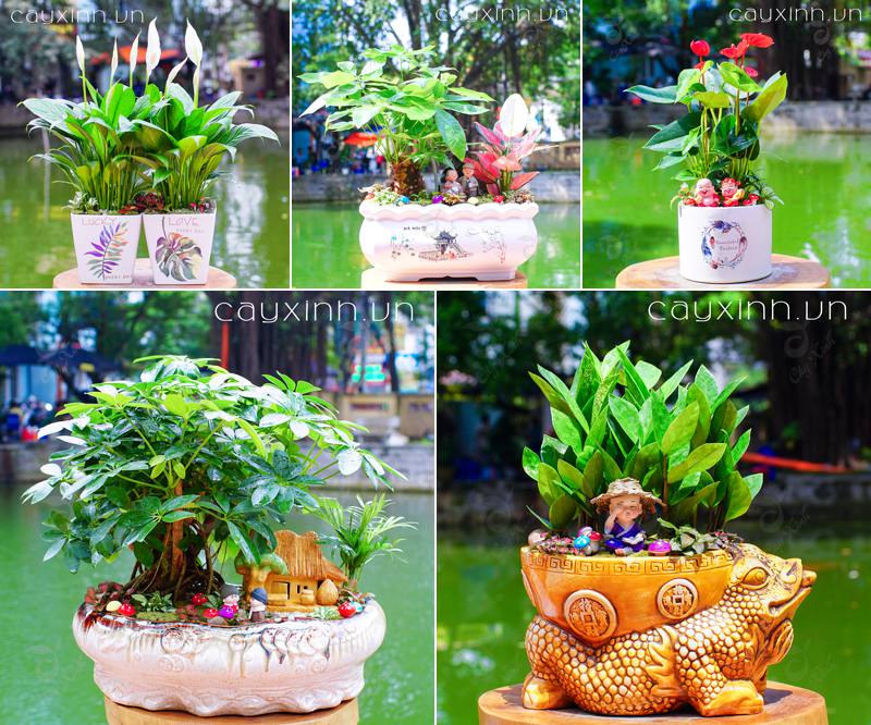 cây phong thủy trong nhà