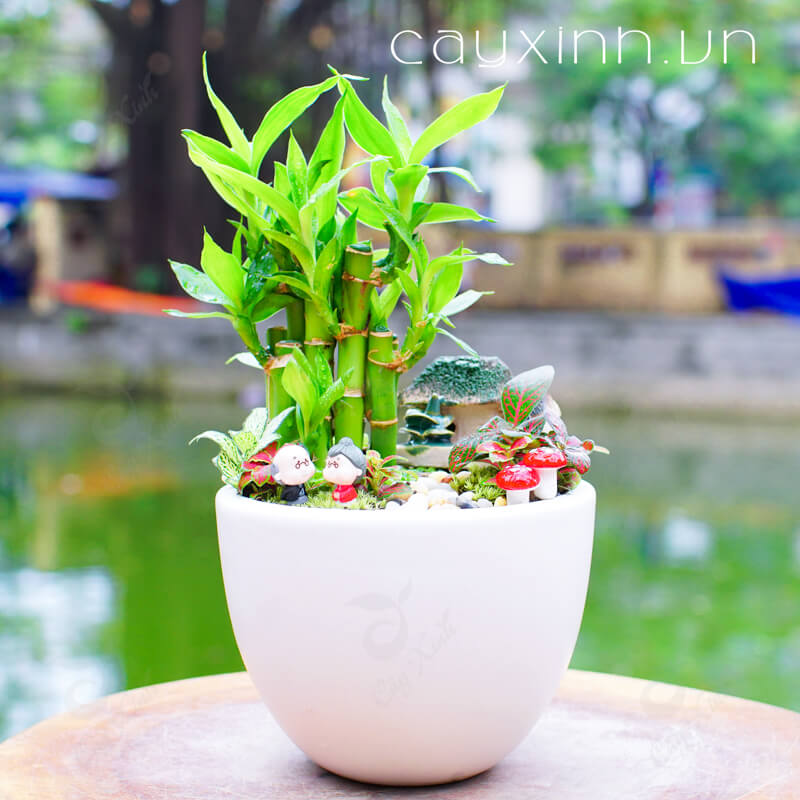 cây hợp tuổi Kỷ Tỵ 1989