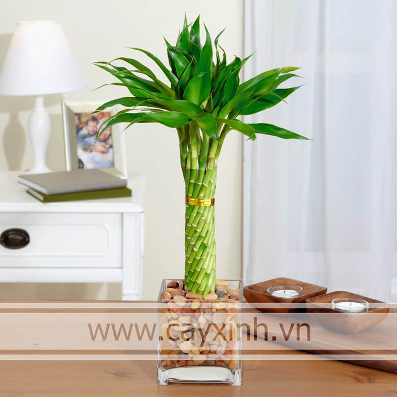 cây lọc không khí hợp tuổi Kỷ Tỵ 1989