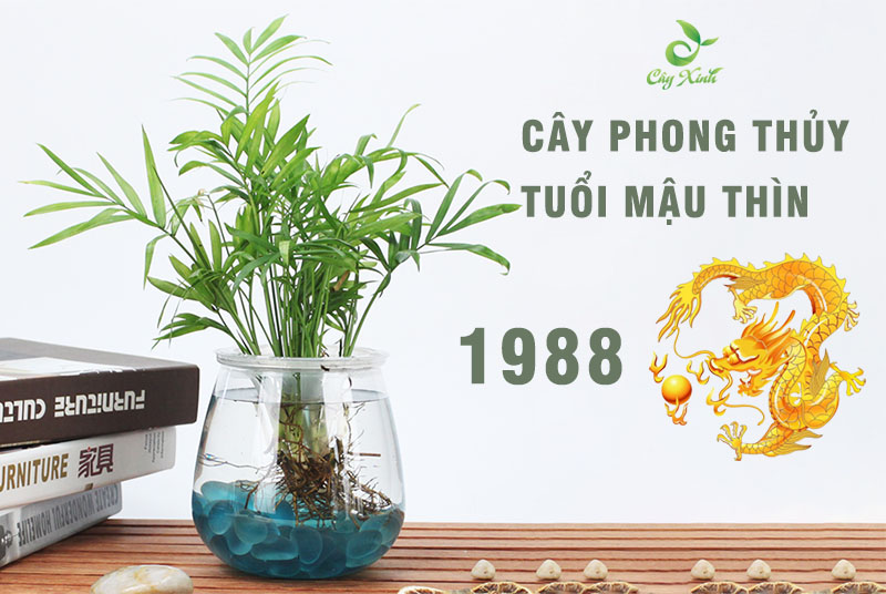 tuổi thìn hợp cây gì