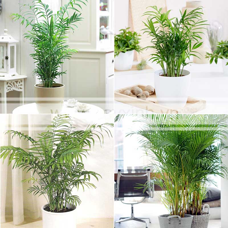 cây hợp tuổi mậu thìn 1988