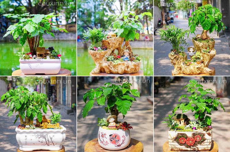 cây phong thủy giúp gia chủ hút tài lộc