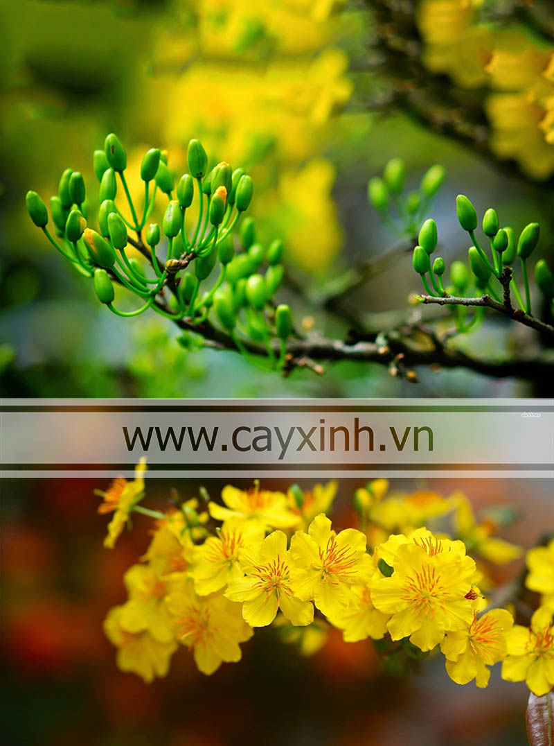 Cập nhật 76+ hình ảnh cây hoa mai siêu đỉnh - thtantai2.edu.vn