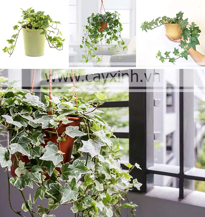 cây phong thủy tuổi bính tý và đinh sửu