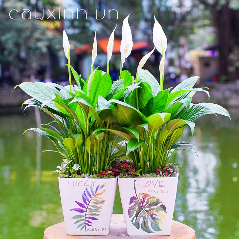 ngày quốc tế phụ nữ