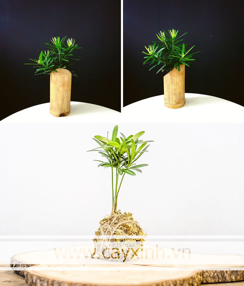 cây Tùng La Hán phong thủy
