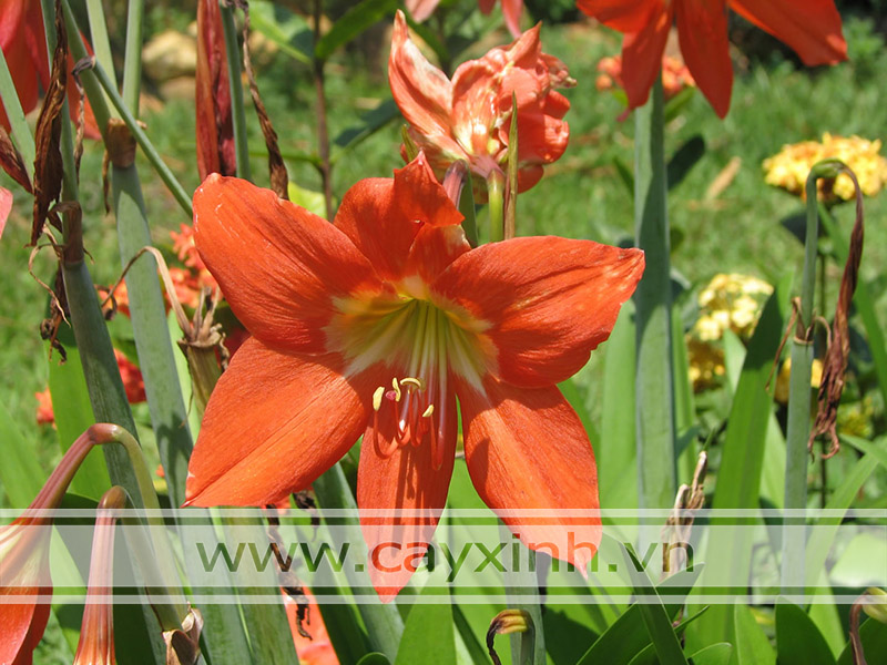 cây hoa huệ lily không nên trồng trong nhà